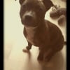 Photo de Opale, Staffordshire Bull Terrier