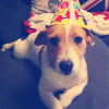 Photo de Jack, Jack Russell Terrier