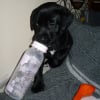 Photo de kali, Labrador Retriever