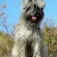 Photo de profil de IRKA du  champ  d'ONIX