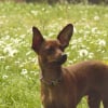 Photo de Pepsi