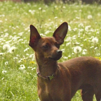 Photo de profil de Pepsi