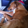 Photo de Lucky, Barzoï