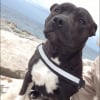 Photo de Doogy