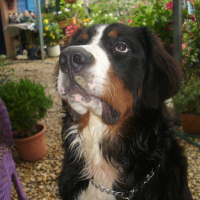 Photo de profil de wicky