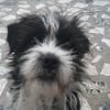 Photo de canaille