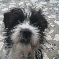 Photo de profil de canaille