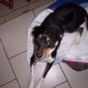 Photo de foxy, Pinscher