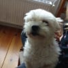 Photo de Choupette
