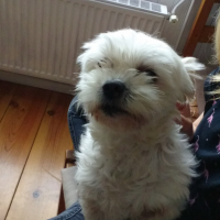 Photo de profil de Choupette