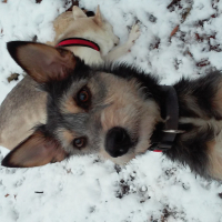 Photo de profil de Flicka