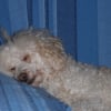 Photo de Milou