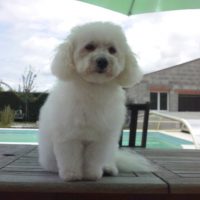 Photo de profil de Foxy
