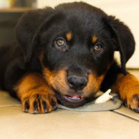 Photo de profil de Doggy