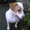 Photo de JIMKO, Jack Russell Terrier