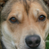 Photo de Calin