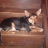 Photo de JULIUS, Pinscher