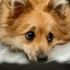 Photo de artielle, Spitz Allemand