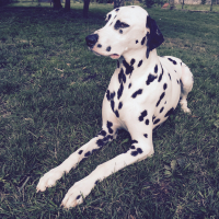 Photo de profil de Herton