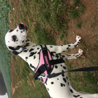 Photo de profil de Ilonne 