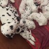 Photo de Bebe , Dalmatien