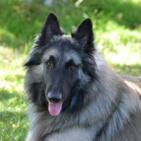 Photo de profil de Görden