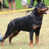Photo de Iron Bull Von One Emmy, Rottweiler
