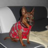 Photo de babou