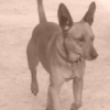 Photo de Dilemme, Pinscher