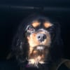Photo de Hilo, Cavalier King Charles Spaniel