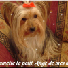 Photo de Plume