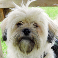 Photo de profil de Koda