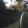 Photo de Moka