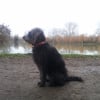 Photo de Isis, Griffon Nivernais