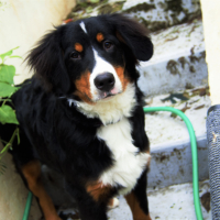 Photo de profil de Rubie