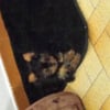 Photo de cannelle