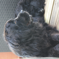 Photo de profil de GAO