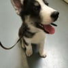 Photo de Jackson , Husky Sibérien