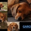 Photo de Garou