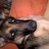 Photo de LAIKA
