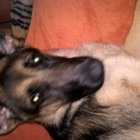 Photo de profil de LAIKA