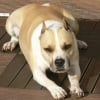 Photo de Orka, American Staffordshire Terrier