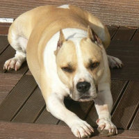 Photo de profil de Orka