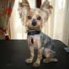 Photo de Ramsès , Yorkshire Terrier