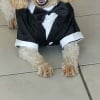 Photo de athos, Caniche