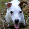 Photo de Pixel, Jack Russell Terrier