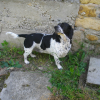 Photo de FILOU