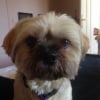 Photo de E'chenrezig, Lhassa Apso