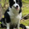 Photo de inuk, Border Collie