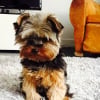 Photo de Charlie